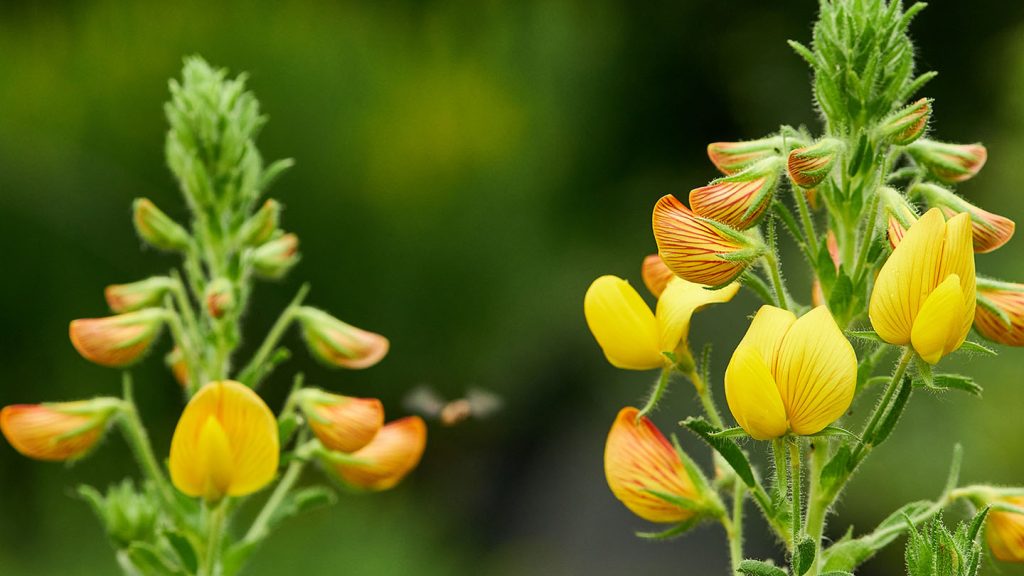 15 | Die Vielfalt der Fabaceae: Ginster und Geißklee im Naturgarten 