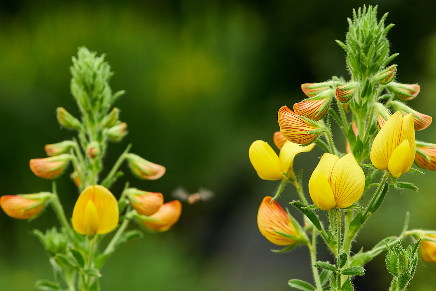 15 | Die Vielfalt der Fabaceae: Ginster und Geißklee im Naturgarten 