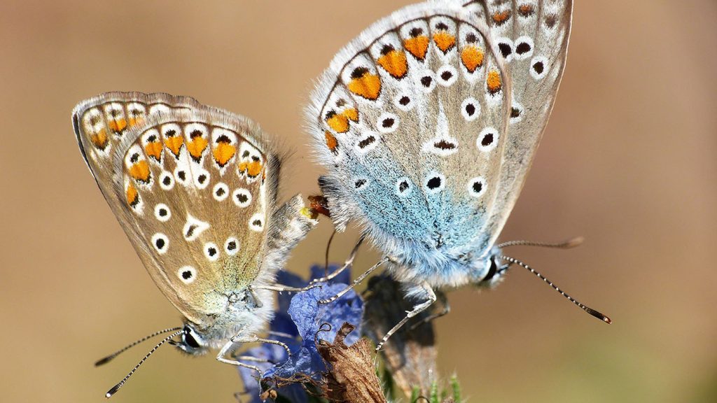 Thema: Biodiversität und Artenschutz 