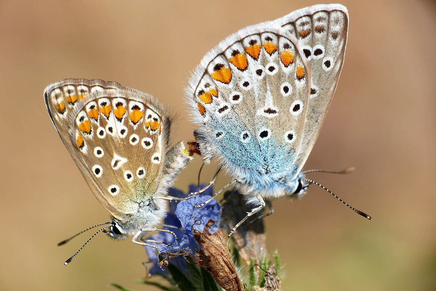 06 | Biodiversität erleben in der Darmstädter Postsiedlung mit iNaturalist 