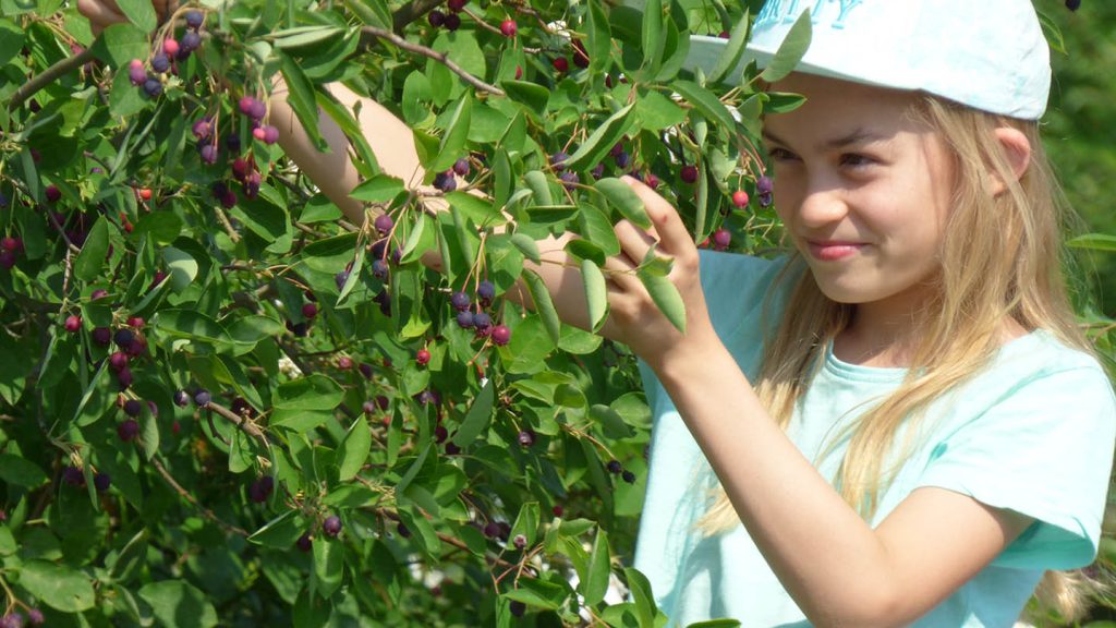 01 | Wildobst – Vielfalt für Gärten und Streuobstwiesen 