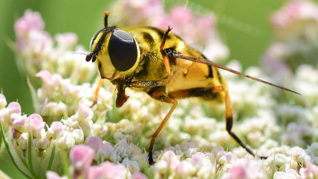 05 | Mehr Tiere im Naturgarten sehen und bestimmen lernen 