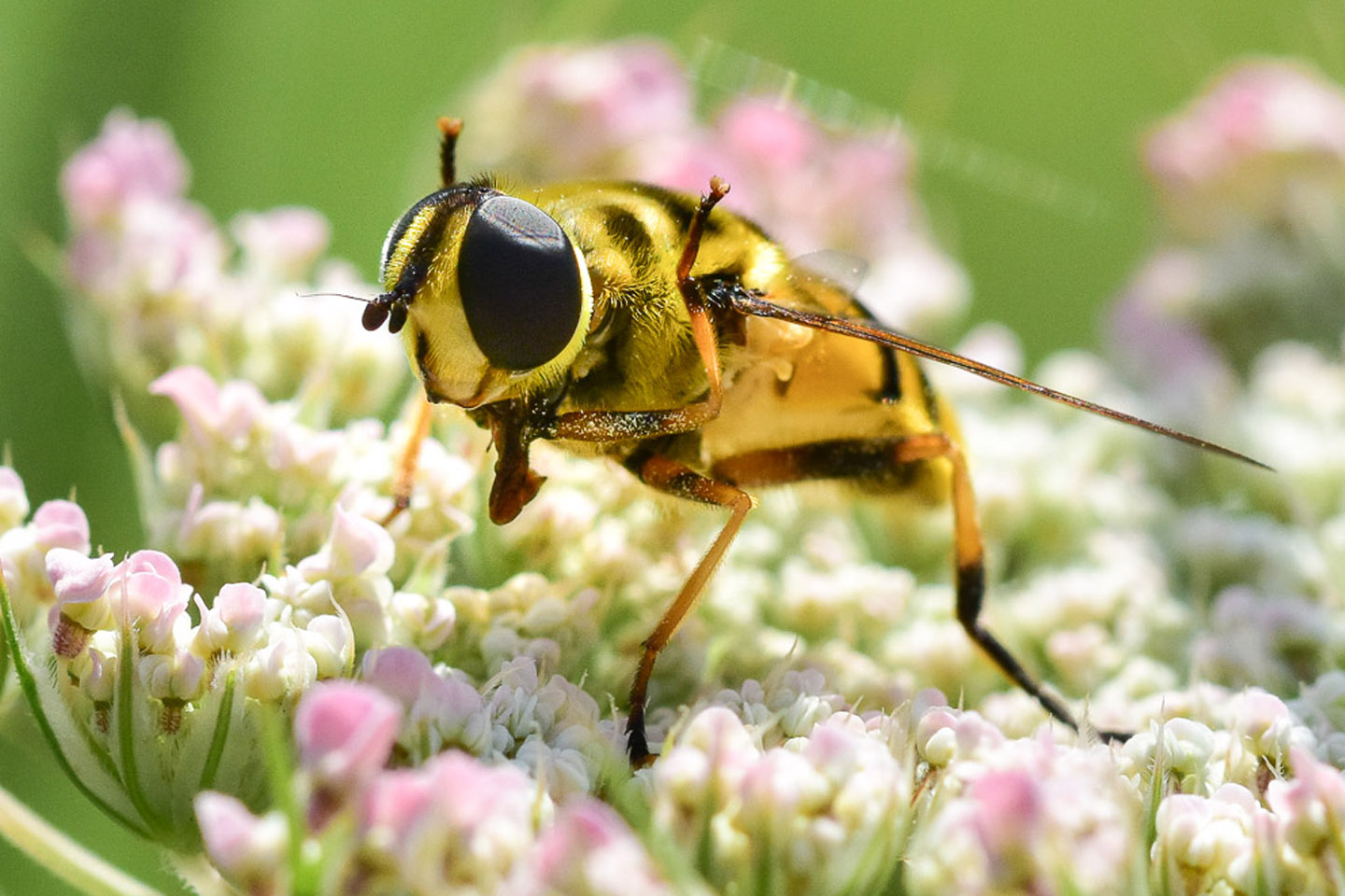 05 | Mehr Tiere im Naturgarten sehen und bestimmen lernen 