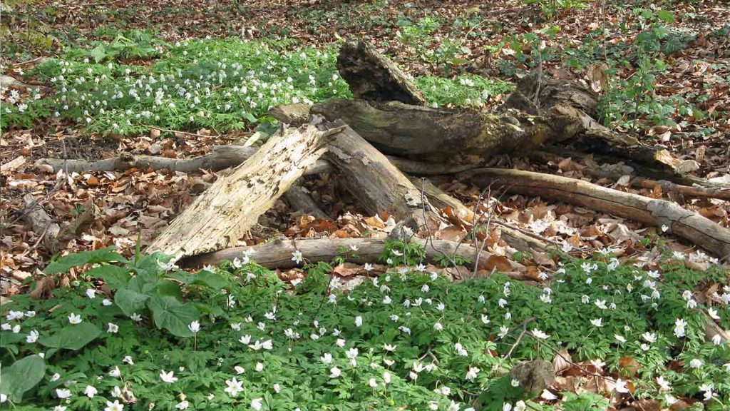 18 | Naturschutz trifft auf Gartendenkmalpflege – Wie in historischen Gartenanlagen die Biodiversität gefördert werden kann 